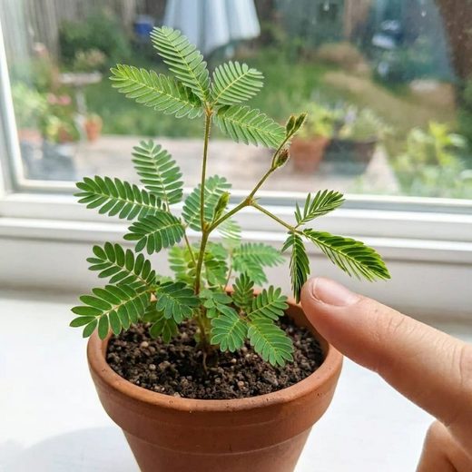 Healthy Mimosa pudica plant with compound leaves growing in a small terracotta pot.